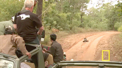 Тигр и радиоуправляемая камера 