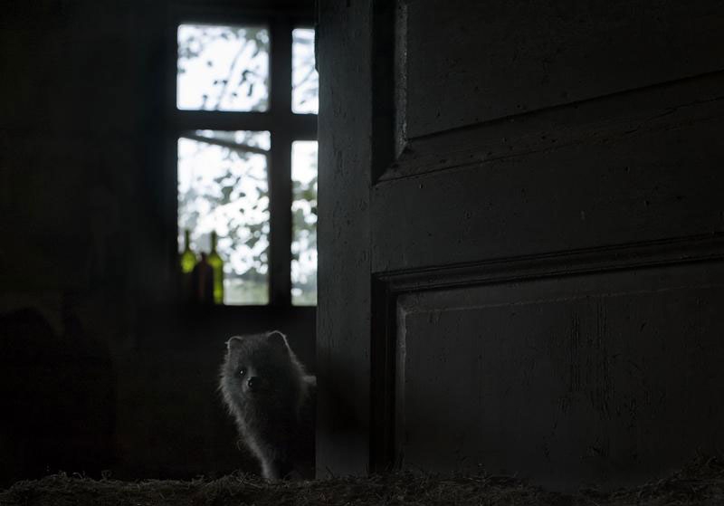 Фотографии животных в заброшенных домах