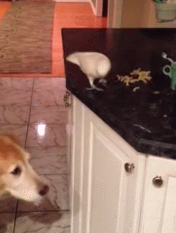 настоящий друг