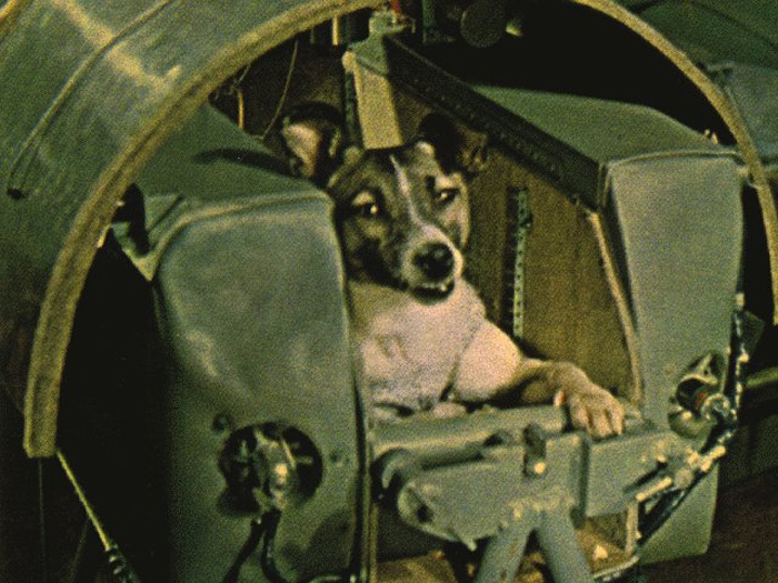 Лайка собака-космонавт — первая в космосе