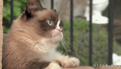 Grumpy Cat в Диснейленде  Grumpy Cat в Диснейленде