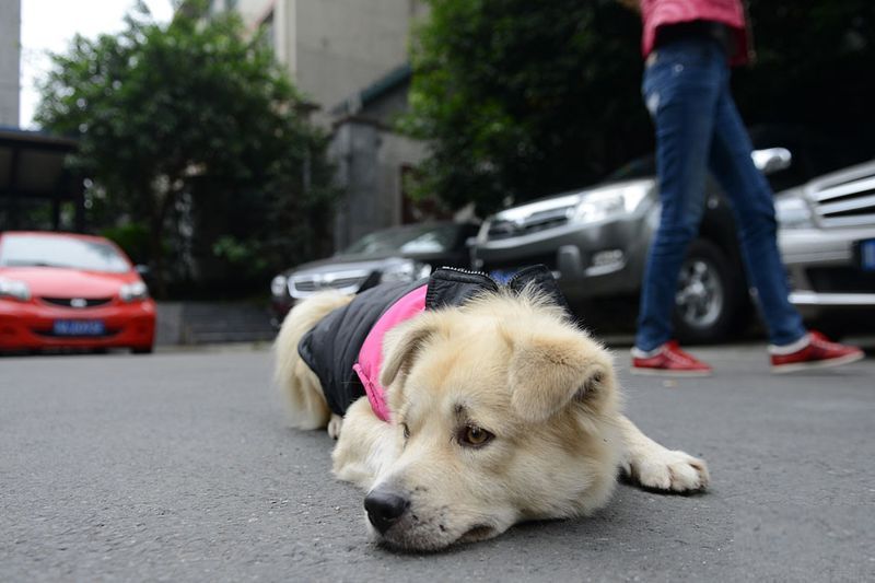Верность собаки. Китайская холодная собака. Фотографии собаки по кличке верный. Taxi Wind.