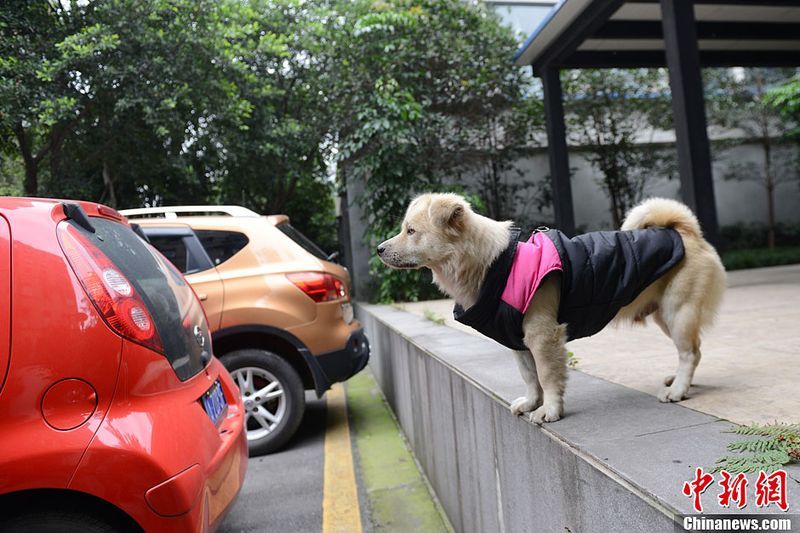 Китайский автомобиль собака.