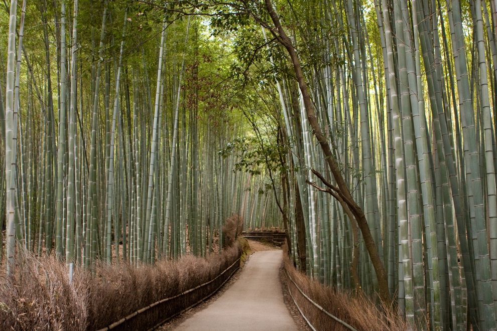Бамбуковая роща, Киото, Япония
