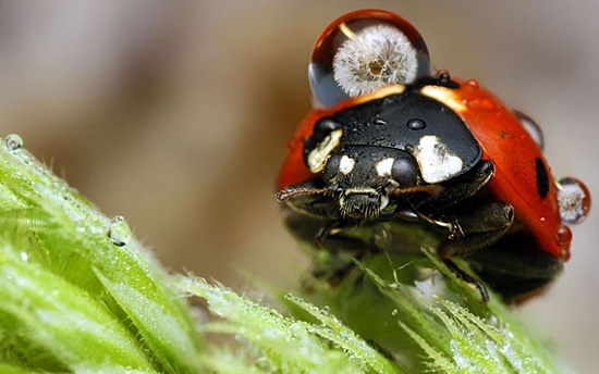 Мокрые насекомые фотографа Ондрея Пакана