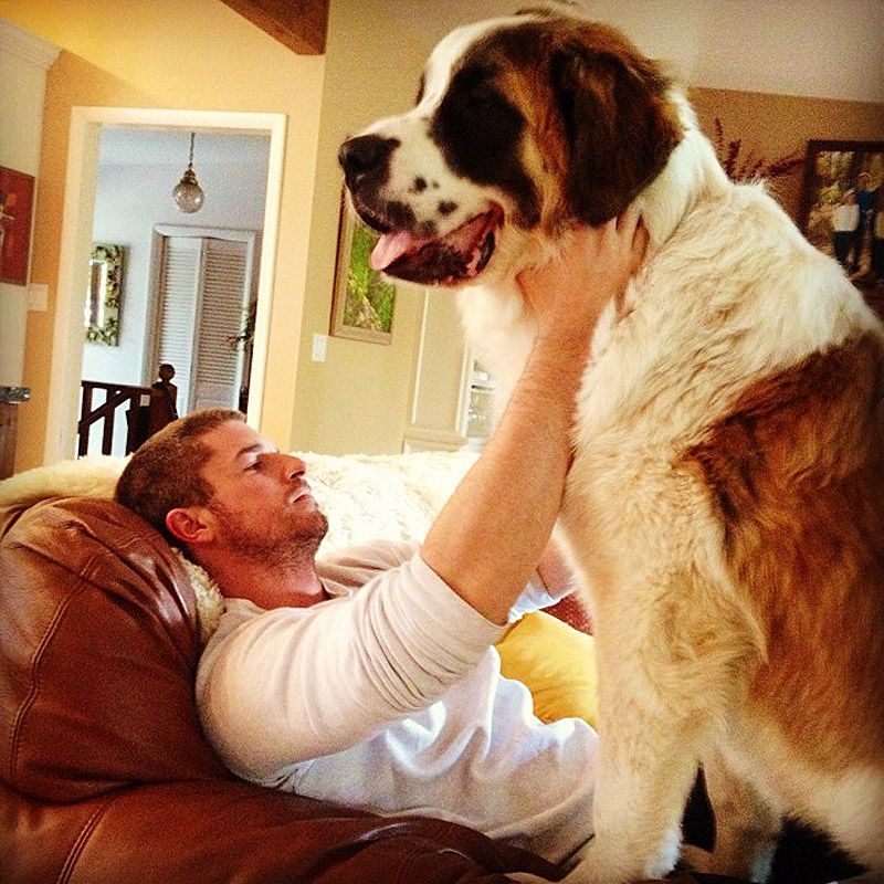 His dog is big. Большие собаки. Огромные собаки. Сенбернар с человеком. Самый большой Сенбернар в мире.