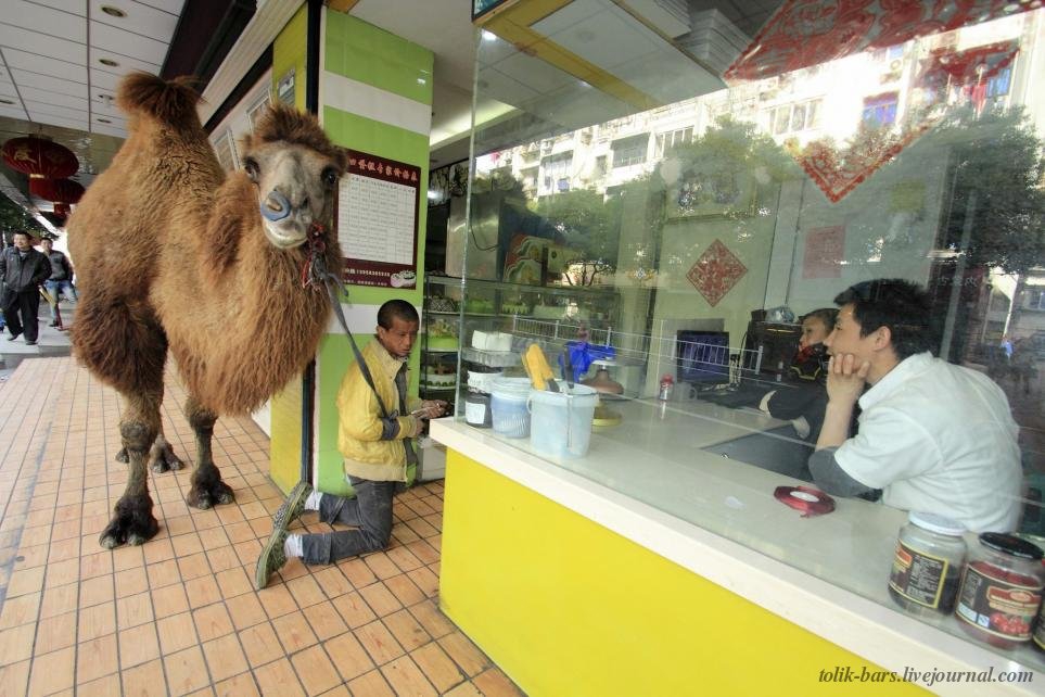 Новый тренд нищих в Китае: просить милостыню в сопровождении верблюдов
