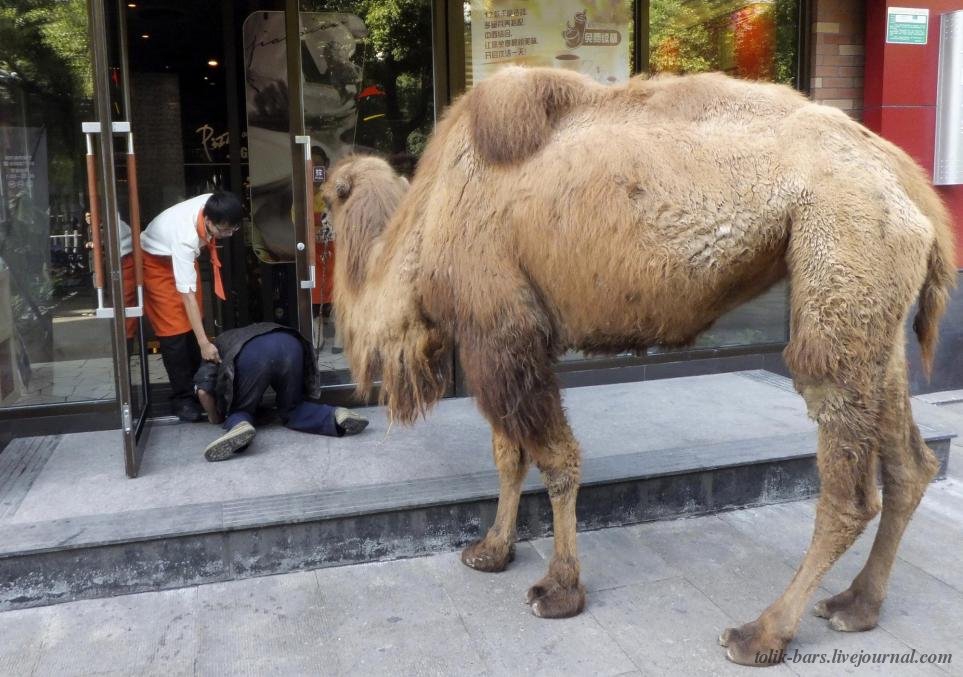 Новый тренд нищих в Китае: просить милостыню в сопровождении верблюдов