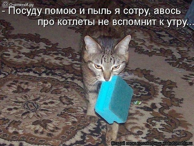 Смешные картинки с надписями про котов и кошек до слез