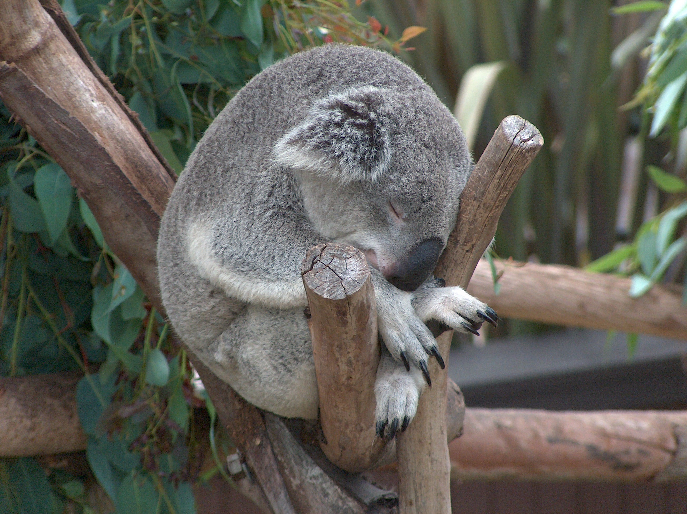 Сколько спят коалы. Животные Австралии коала. Эндемики Австралии коала. Коала на дереве. Коала и Ленивец.