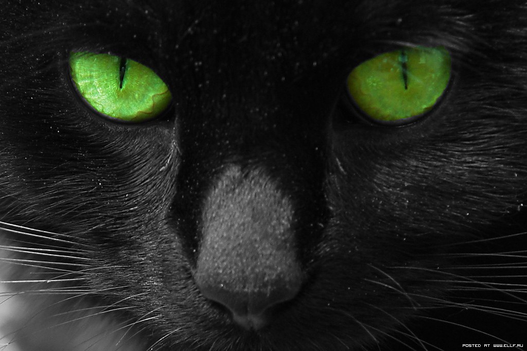 Черный зеленый глазками. Зеленый Кошкин глаз. Черная кошка с зелеными глазами. Чёрный кот. Чёрный кот с зелёными глазами.