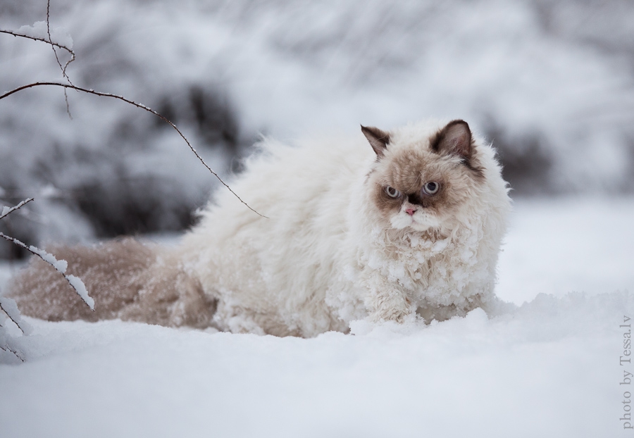 Картинки по запросу Кот впервые увидел снег