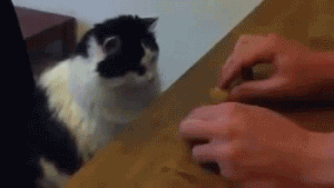 Обмани кота, если сможешь Обмани кота, если сможешь
