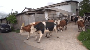 Видимо, необычная трава раз коровы ей так радуются 