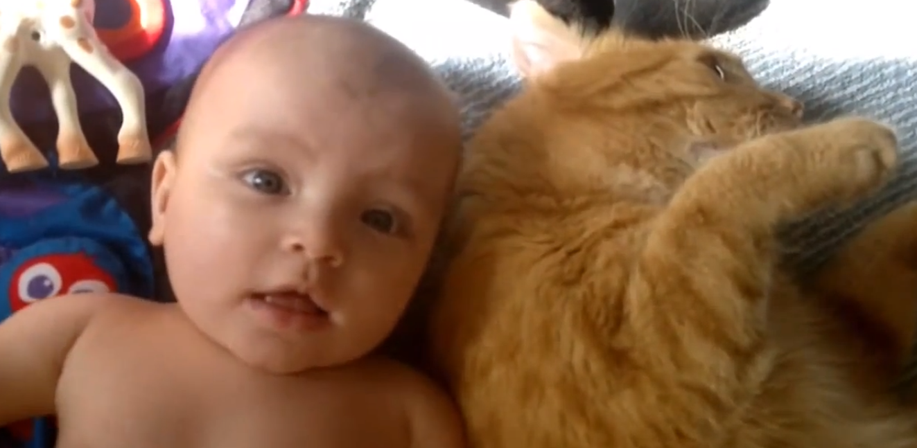 Видеоролик ребенок и кот. Кошки видео для детей. Смешные видео про детей. Кот защита детей. Ролик смех