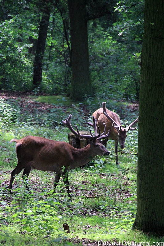 Прогулка по немецкому заповеднику Hochwildpark 2013