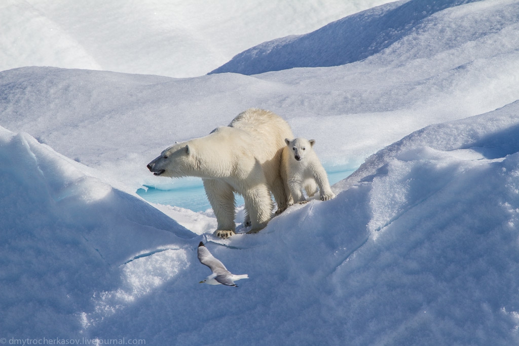 На территории какого государства обитает белый медведь. Ареал белого медведя Арктика. Ареал обитания белых медведей. Среда обитания белого медведя. Место обитания белого медведя.