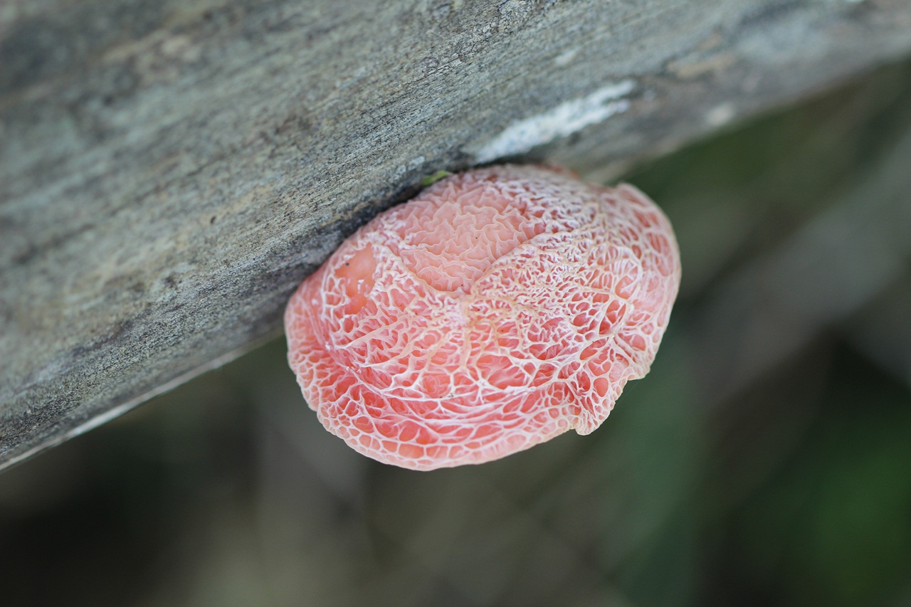 Rhodotus palmatus грибы