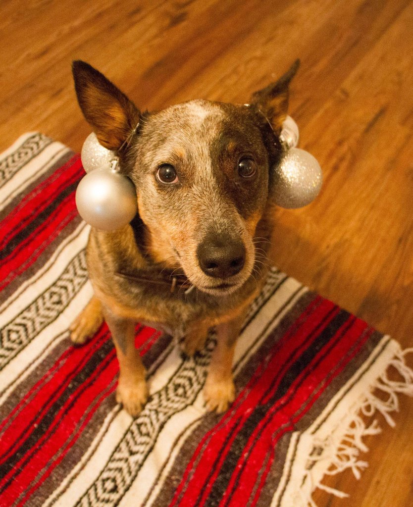 Рождественское украшение пса