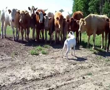 Сильный духом Сильный духом