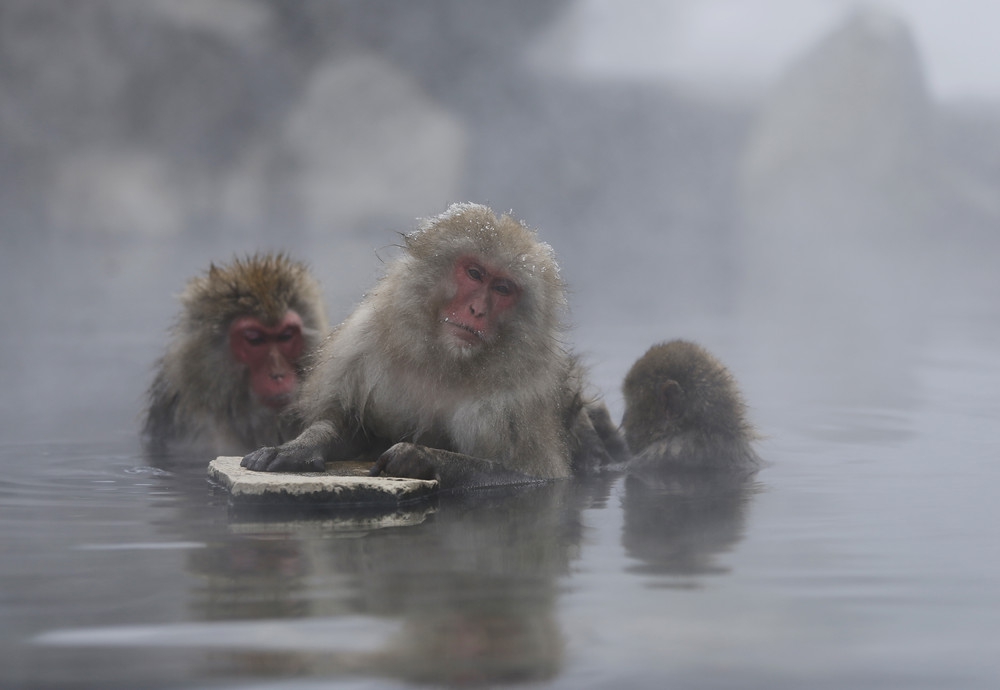 Японские мартышки в горячих источниках фото