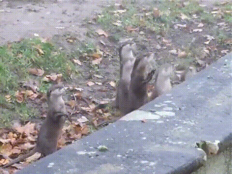 Дай гляну