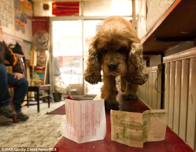 Собачка, которая знает цену деньгам