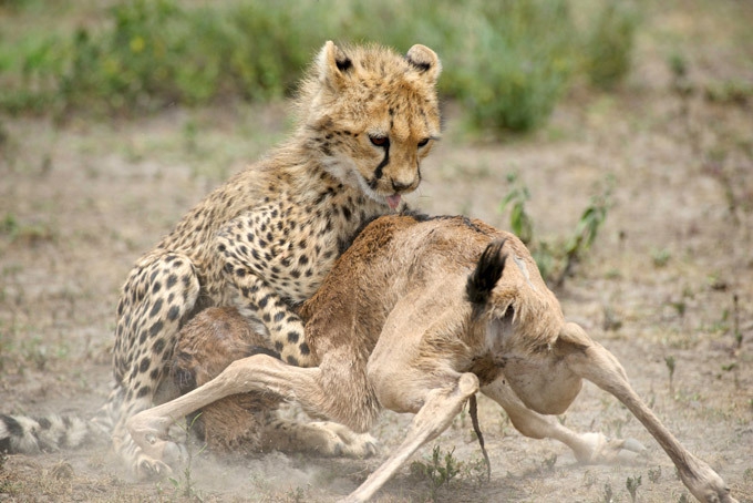 Детеныша антилопы съели сразу после рождения 
