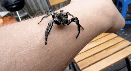 Множество пауков из Австралии 