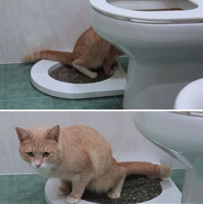 Как помочь котенку сходить в туалет. Приучить кошку к унитазу. Приучалка к унитазу для кошек. Приучение котенка к унитазу. Кошка ходит в унитаз.