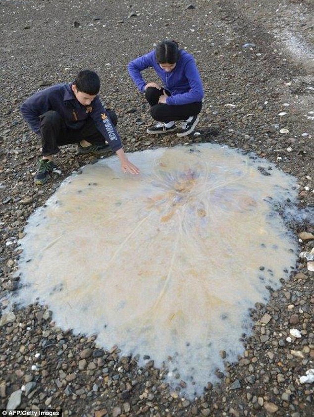 Огромное количество медуз выбросило на берег