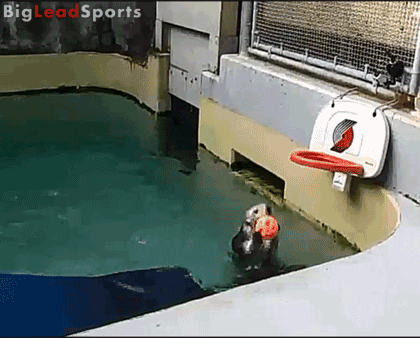 Баскетболист  Баскетболист