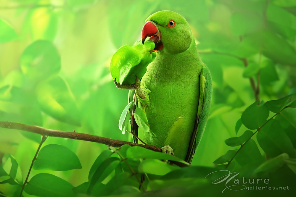 Зеленый попугай на зеленом фоне загрузить