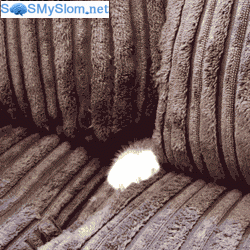 Гифки с "внезапными котами"