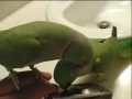 Попугаи ведут беседу друг с другом!