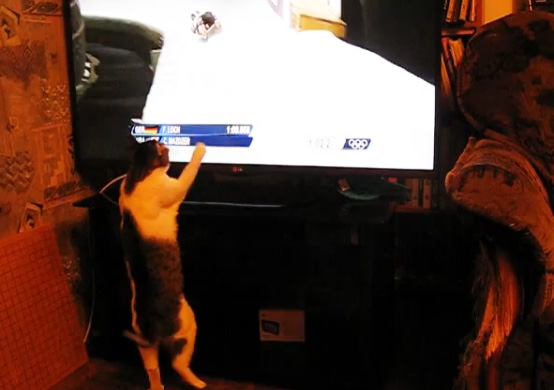 Кошка ловит бобслеистов по ТВ