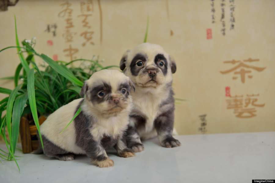 Милые щенки-панды