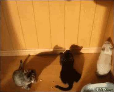 Котята против тени