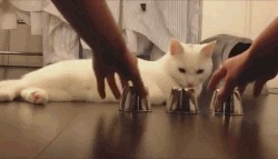 Кот и игра напёрстки