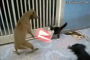 Кот джедай против собаки