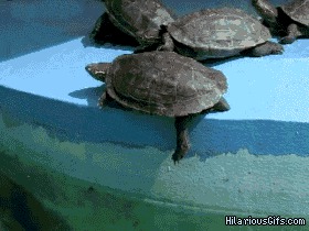 Троллинг от черепахи