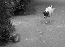 Отмечаем День кошек. ч.1