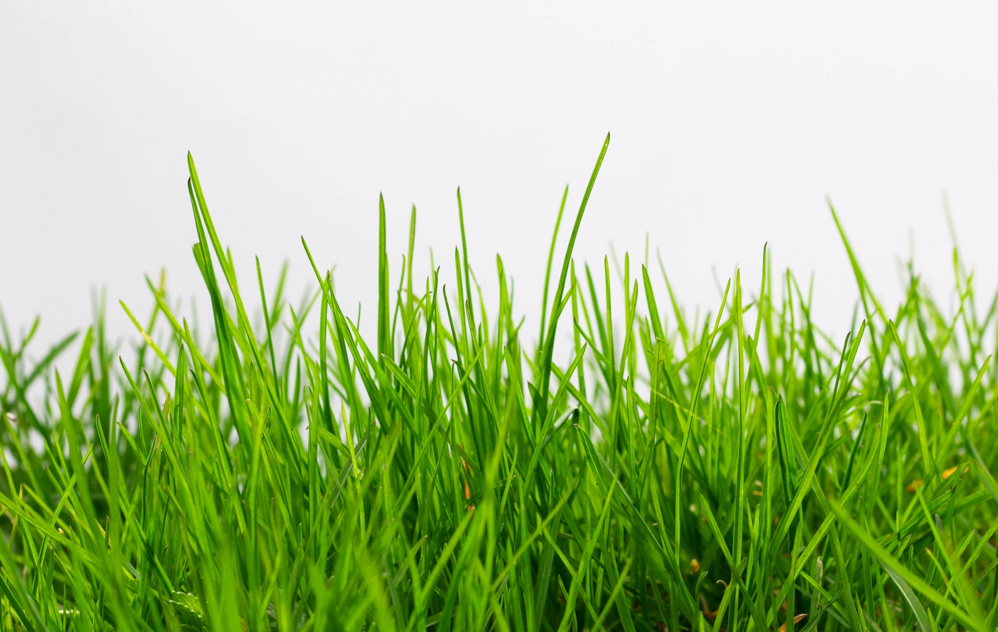 Картинка травы. Зеленая трава. Трава фон. Трава на белом фоне. Ирава.