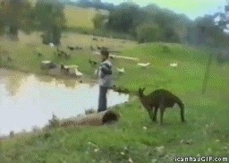 Словил леща от кенгуру