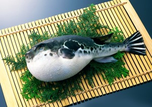 Ядовитая рыба для блюда "фугу"