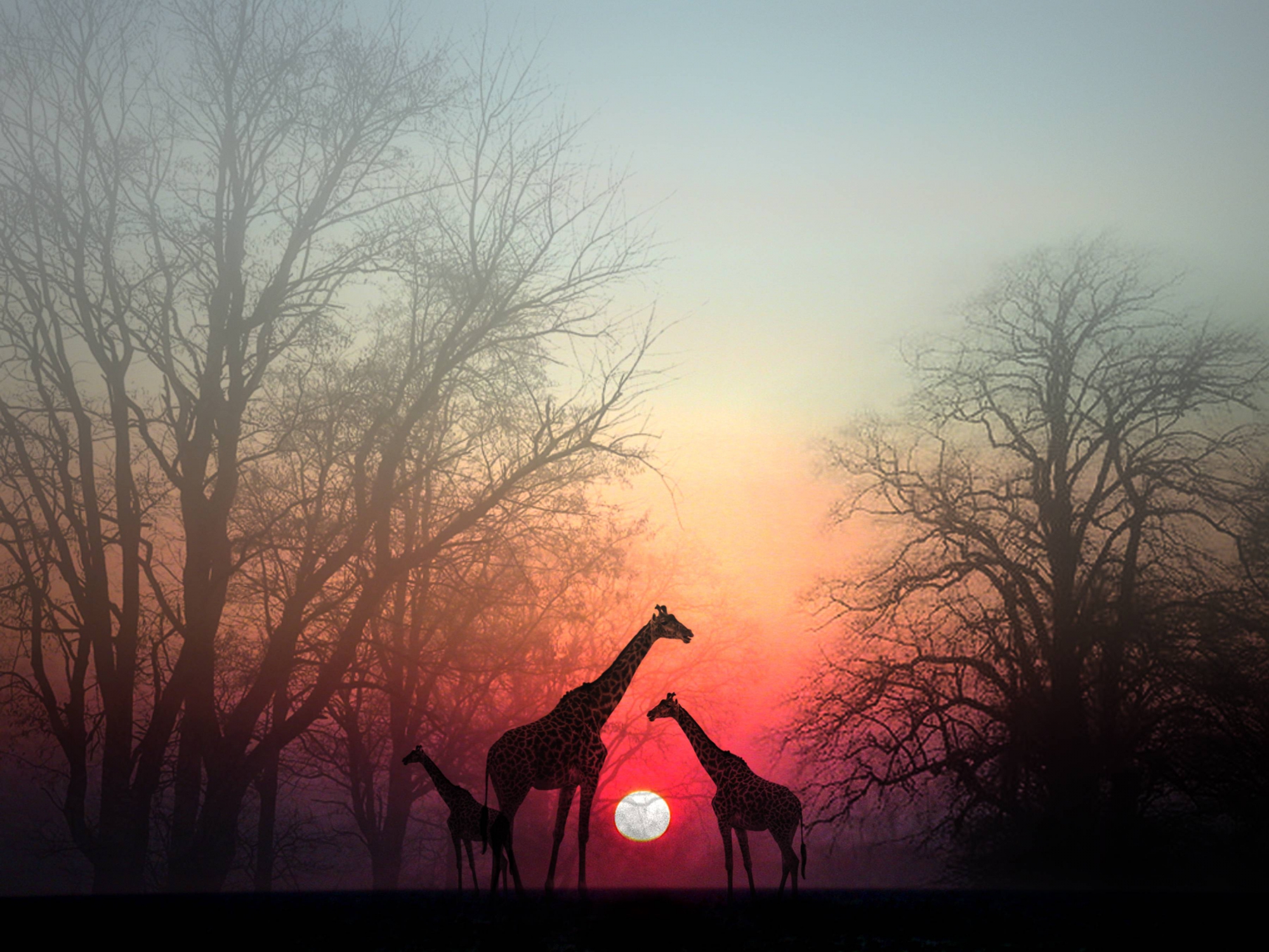 Догнал красивую. Жираф в тумане. Жирафы в тумане. Жираф на закате. Жираф в природе.