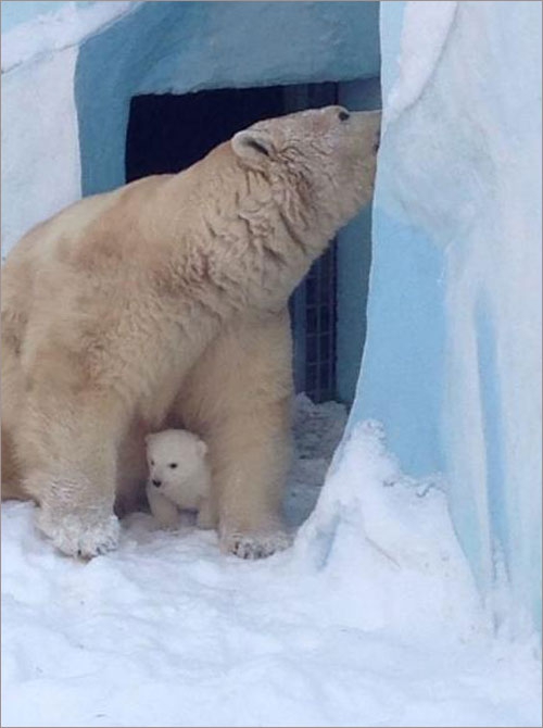 Мама-медведица впервые показала медвежонка новосибирцам
