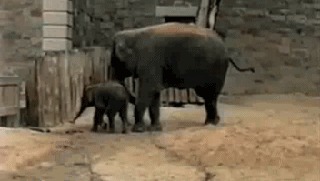 Гифки про слонов