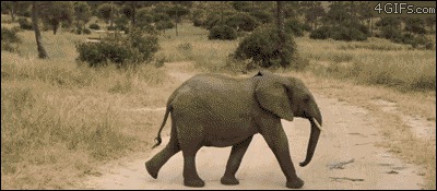 Гифки про слонов