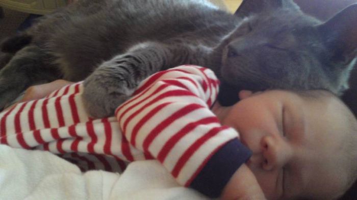 Кошка отбирает своего котенка из рук ребенка